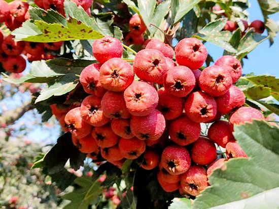 甜紅籽山楂