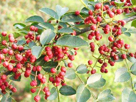 大紅袍花椒